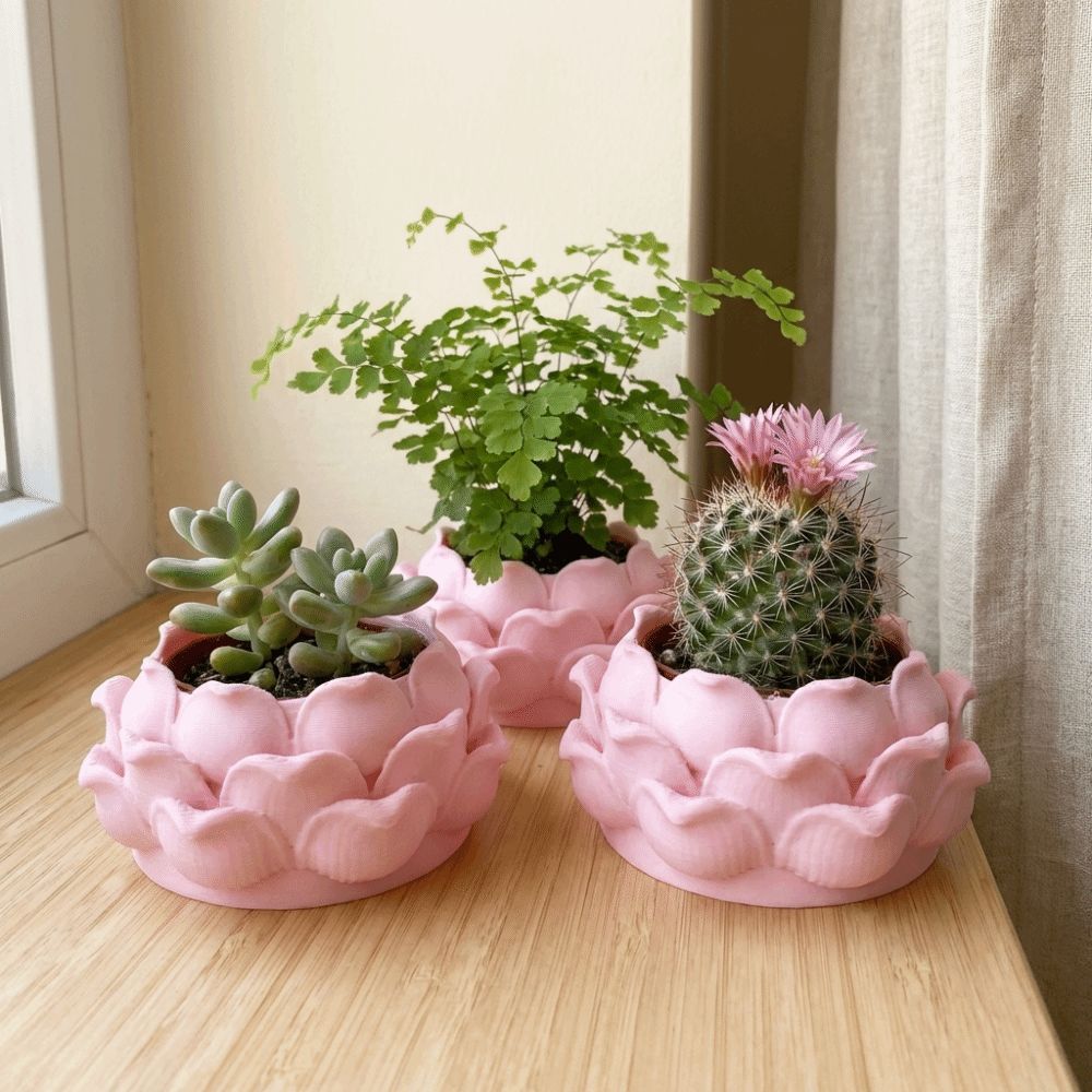 Lotus Shaped Succulent Plant P - огляд і ціна Echeveria Succulent